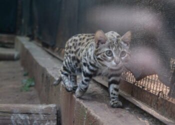 Macja më vdekjeprurëse në botë: E vogël, e heshtur dhe më e rrezikshme se luani