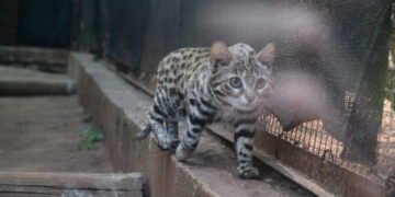 Macja më vdekjeprurëse në botë: E vogël, e heshtur dhe më e rrezikshme se luani