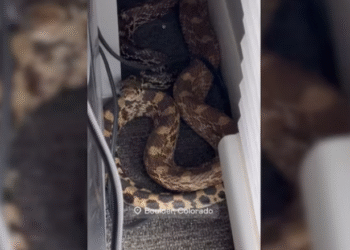 Tmerr në shtëpi: Gjen një gjarpër gjigant poshtë tavolinës – reagimi i tij bëhet viral!