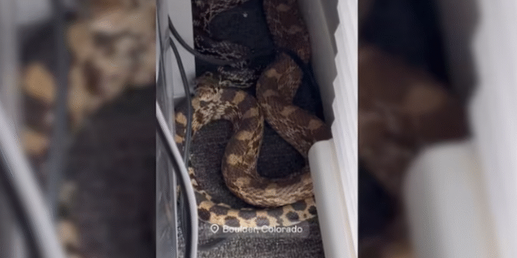 Tmerr në shtëpi: Gjen një gjarpër gjigant poshtë tavolinës – reagimi i tij bëhet viral!