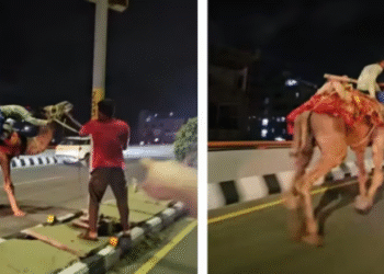 Burri i dehur në deve trondit autostradën – videoja bëhet virale