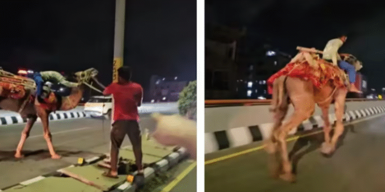 Burri i dehur në deve trondit autostradën – videoja bëhet virale