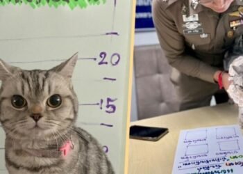 Një mace “e arrestuar” në Tajlandë për shkak të një sulmi ndaj policisë