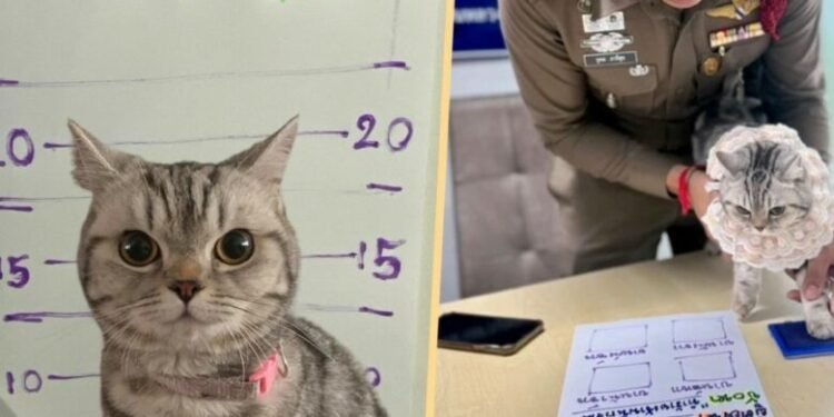 Një mace “e arrestuar” në Tajlandë për shkak të një sulmi ndaj policisë