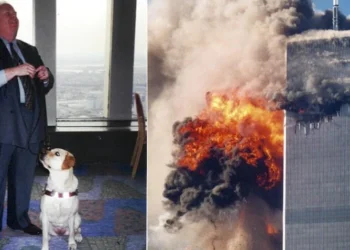 Roselle, Qeni Heroik që Udhëhoqi Pronarit të Verbër Drejt Jetës nga Kati i 78-të në 11 Shtator